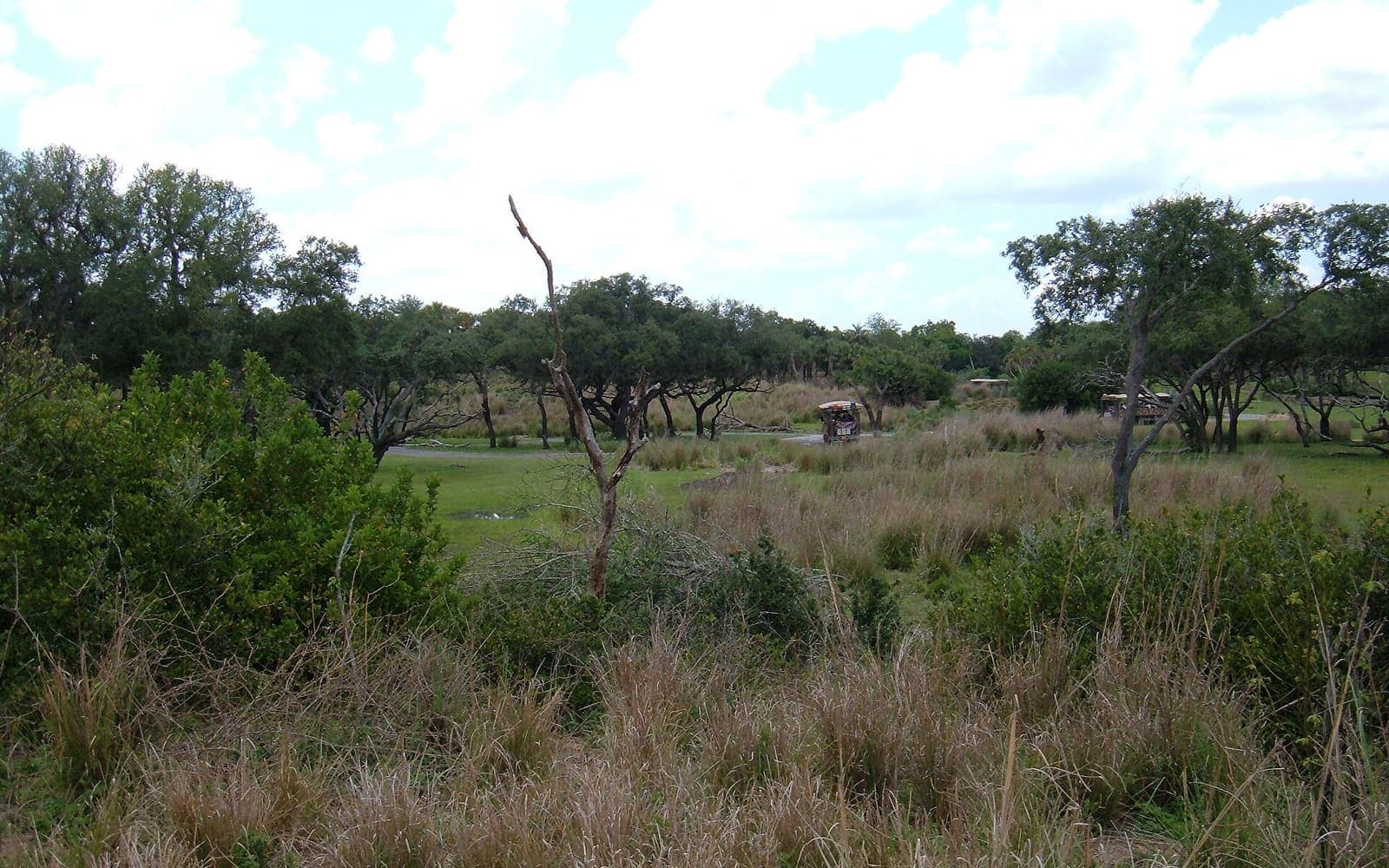 Kilimanjaro Safaris at Animal Kingdom